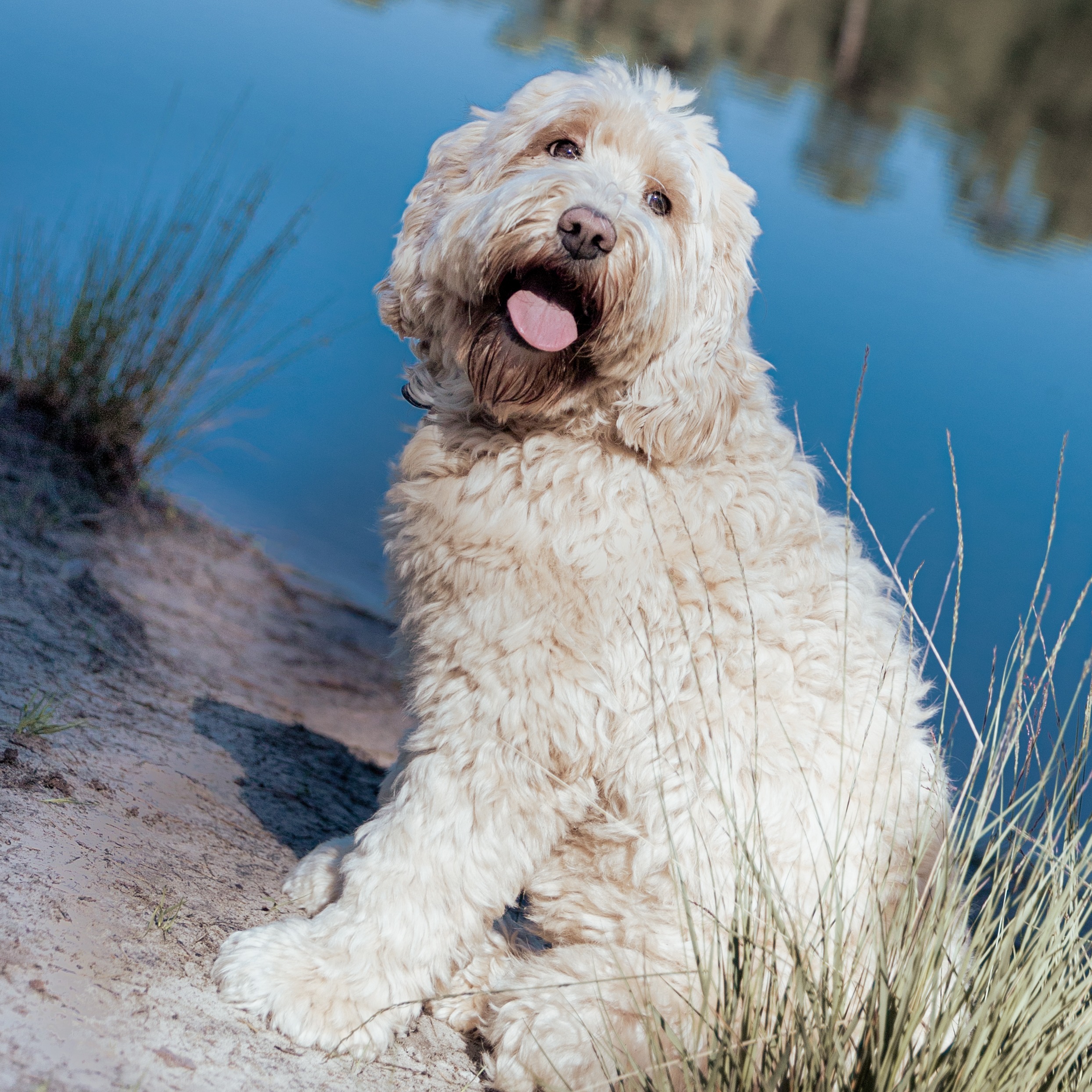 Labradoodle-10.JPG