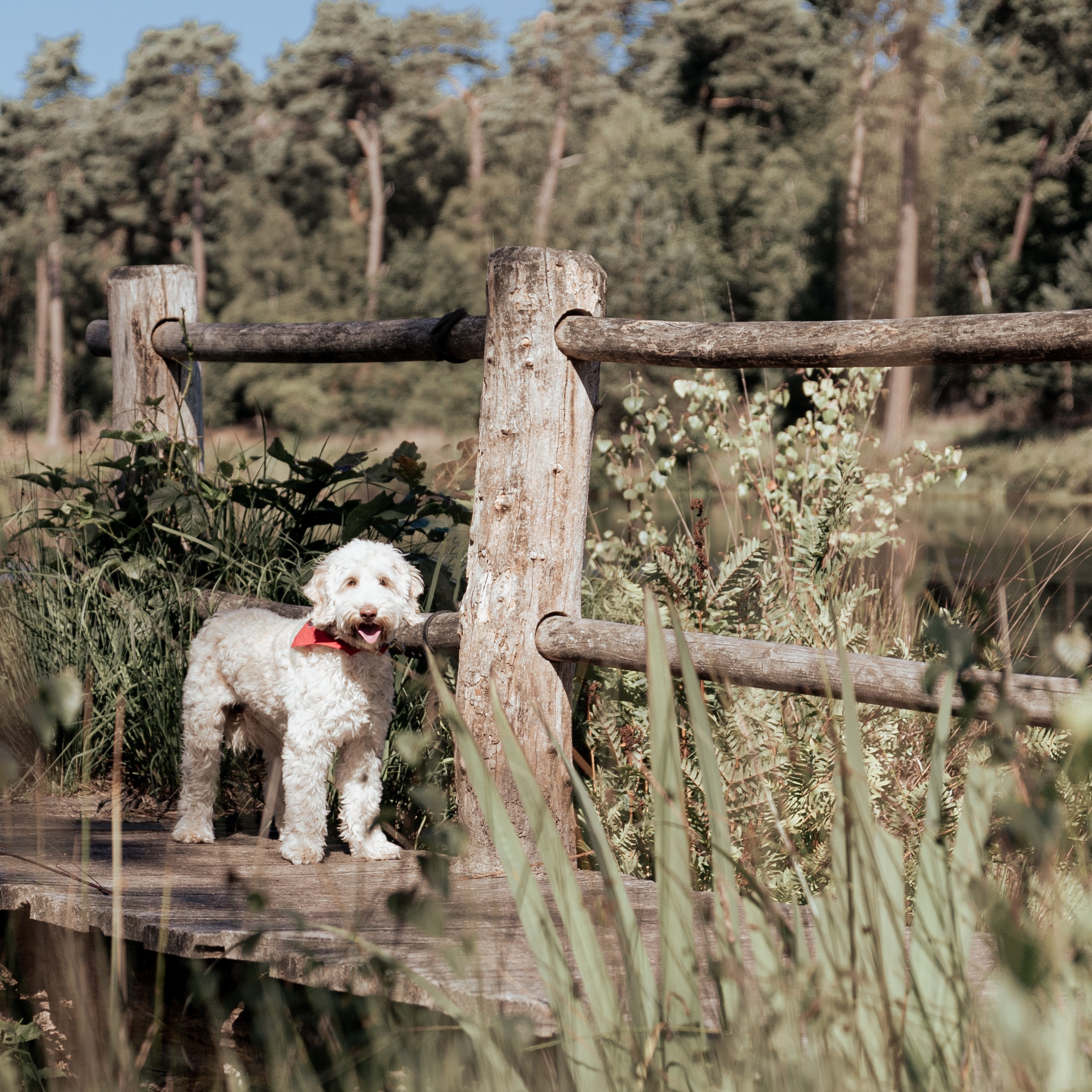 Labradoodle-11.JPG