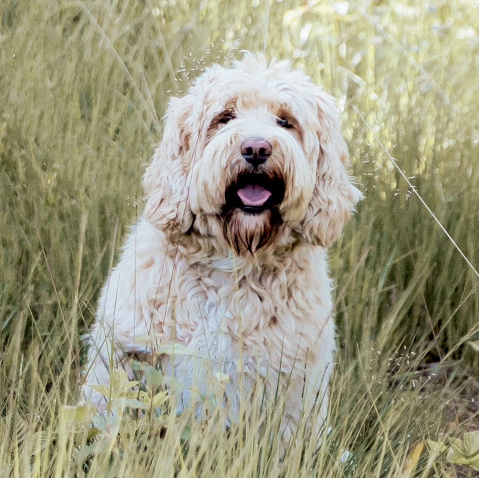 Labradoodle-18.JPG