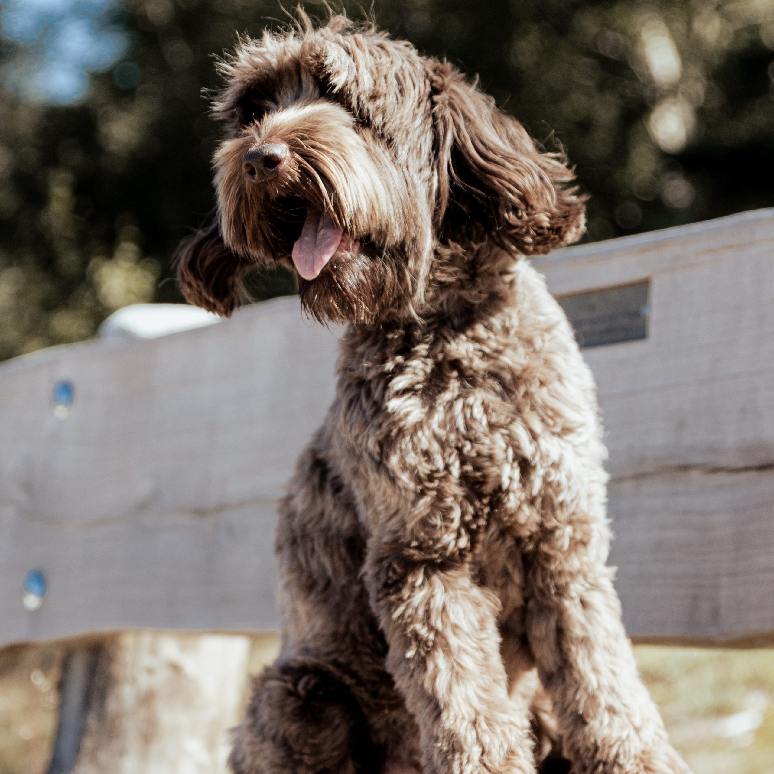 Labradoodle-4.JPG