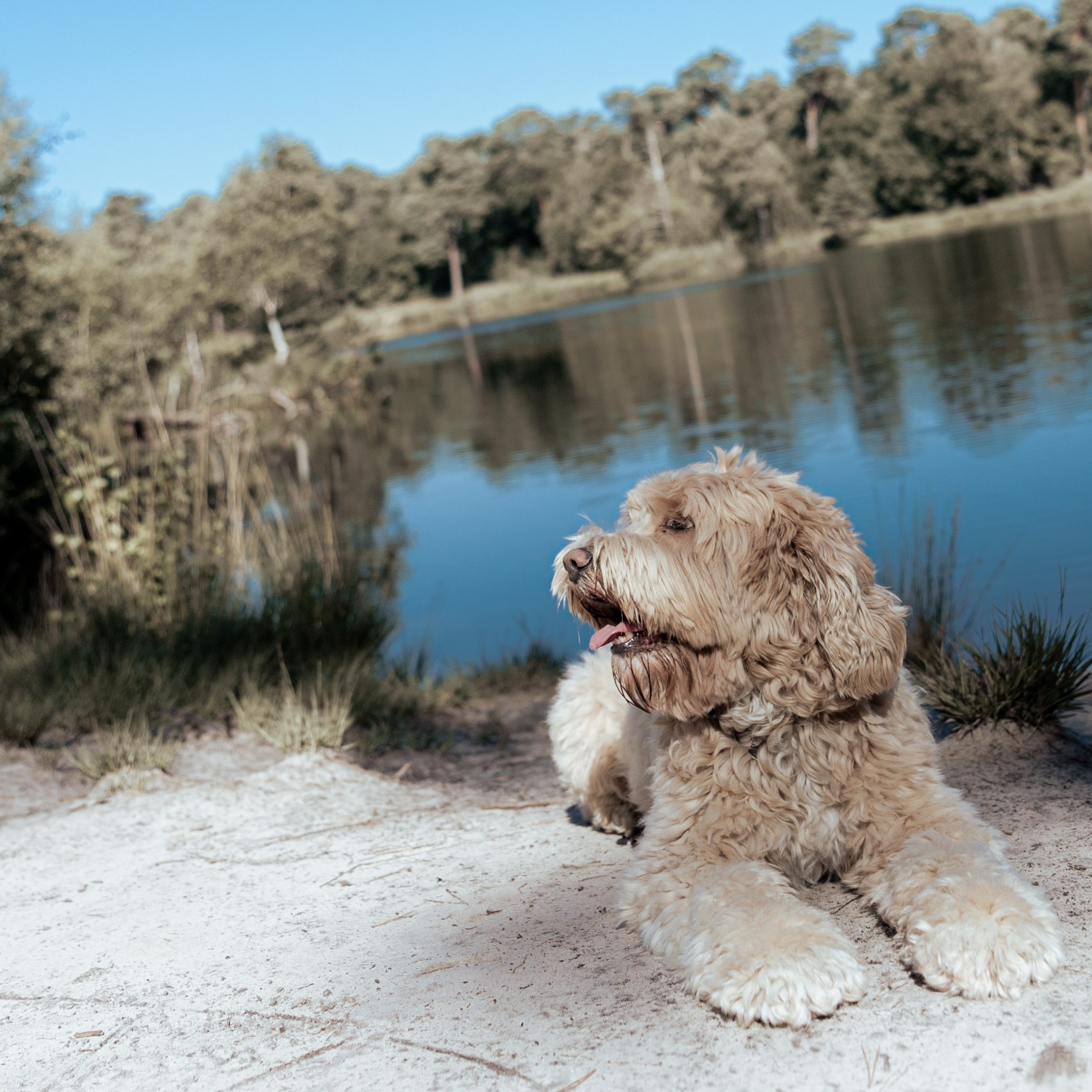 Labradoodle-9.JPG