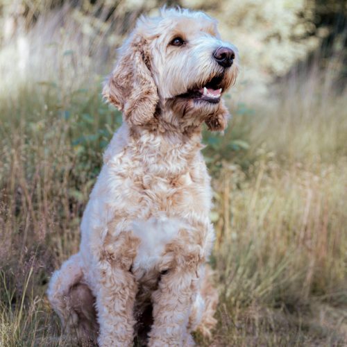 Labradoodle-1.JPG