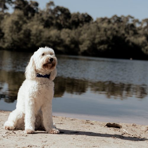 Labradoodle-3.JPG